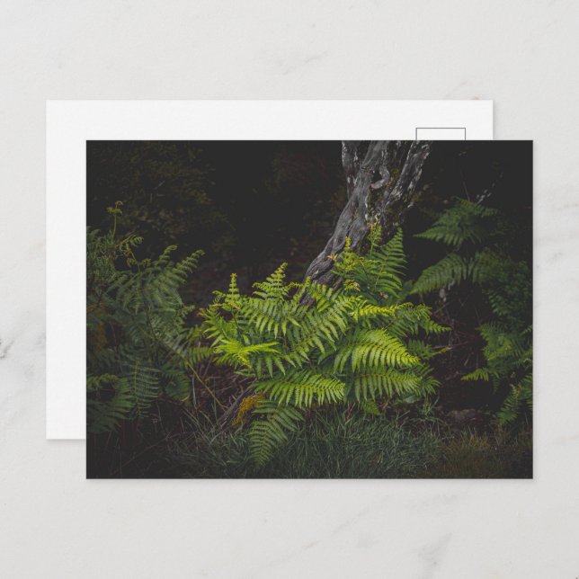 Postal Moody nature with forest ferns (Anverso / Reverso)