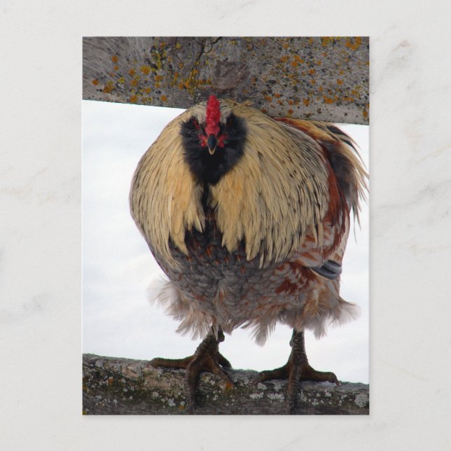 Postal Moody Winter Rooster (Anverso)