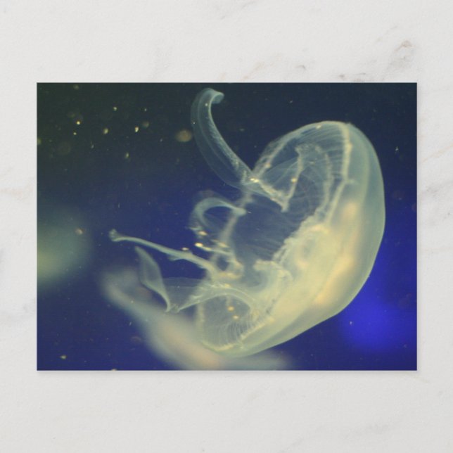 Postal Moon Jellyfish (Anverso)