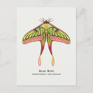 Postal Moon moth