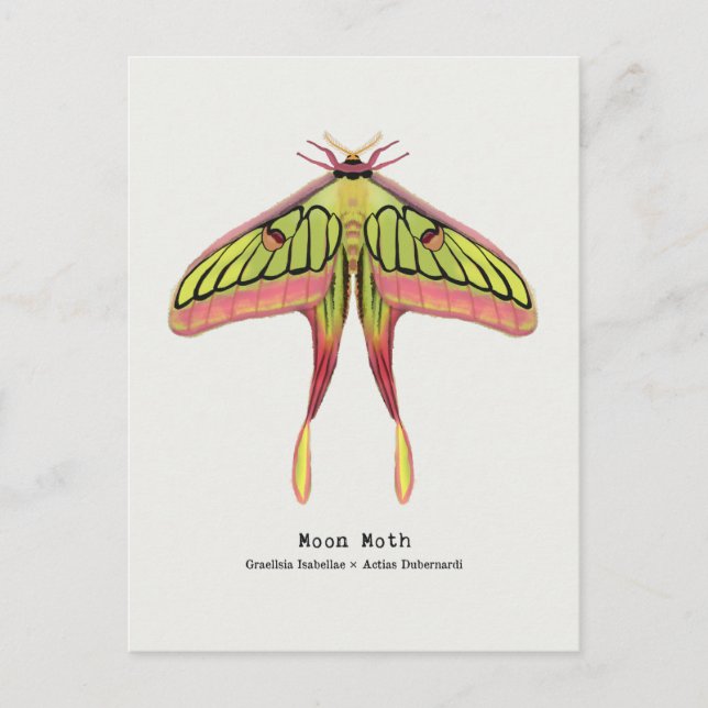 Postal Moon moth (Anverso)