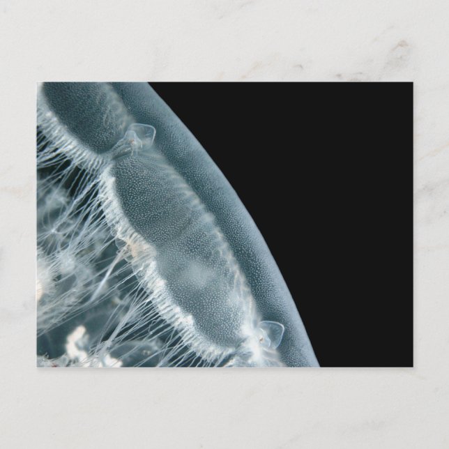 Postal Moon Rise (Anverso)
