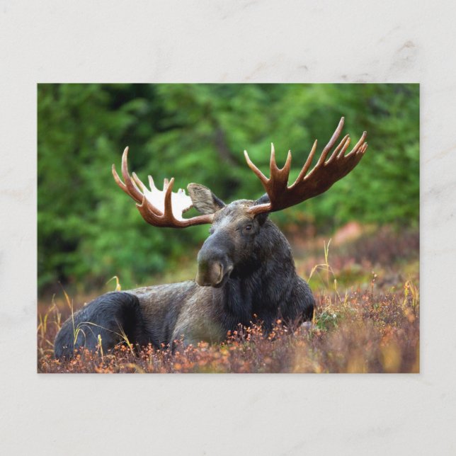 Postal ¡Moooose! (Anverso)