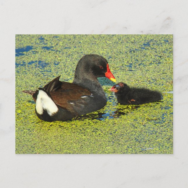 Postal Moorhen con bebé (Anverso)