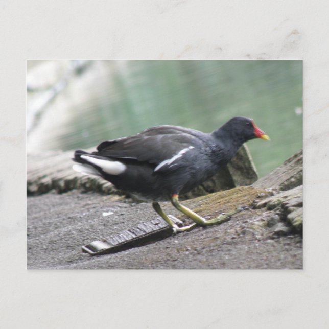Postal Moorhen Postcard (Anverso)