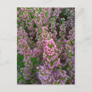 Postal Moorland floreciente