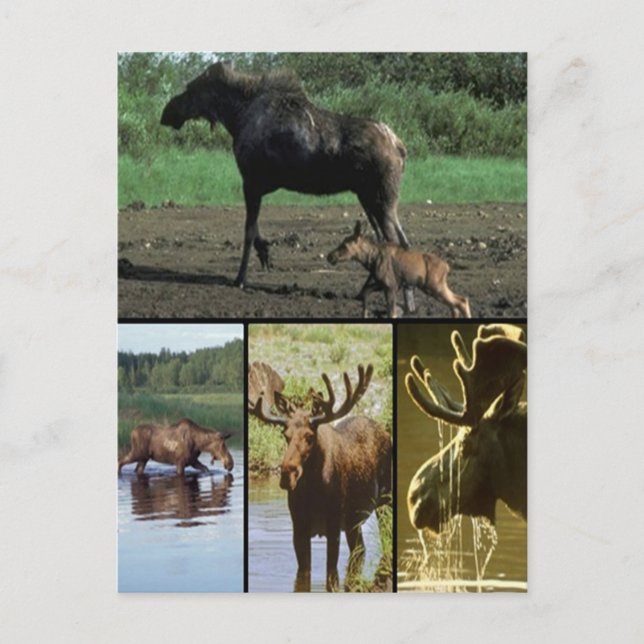 Postal Moose (Anverso)