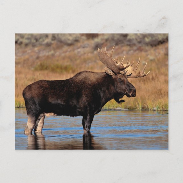 Postal Moose (Anverso)