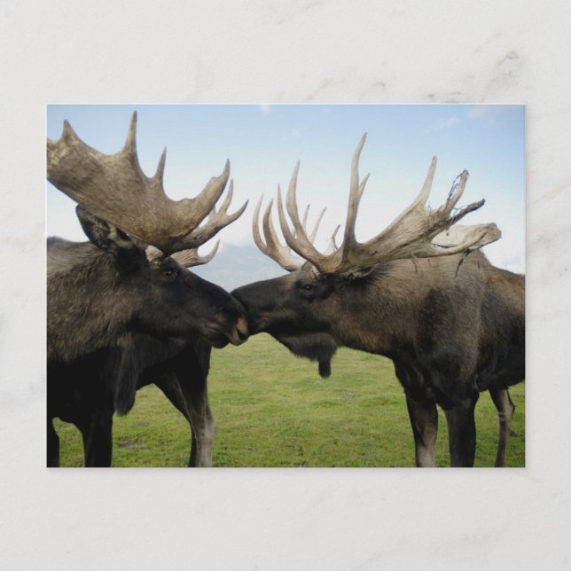 Postal Moose (Anverso)