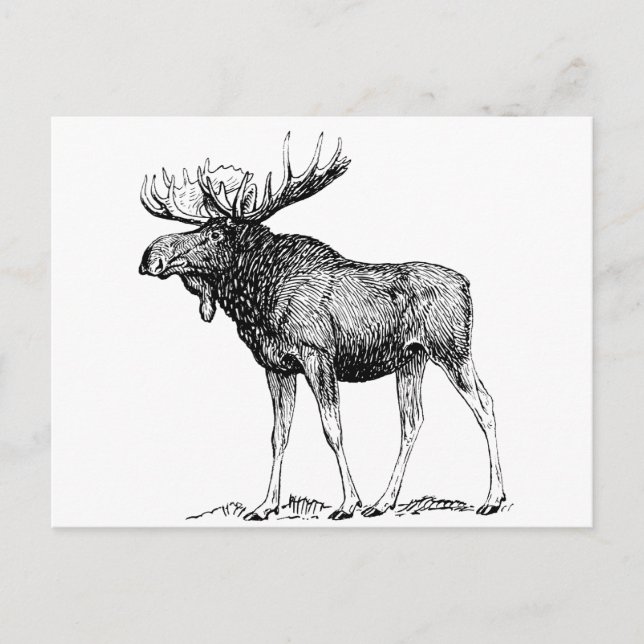 Postal Moose (Anverso)