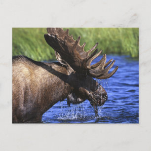 Postal Moose