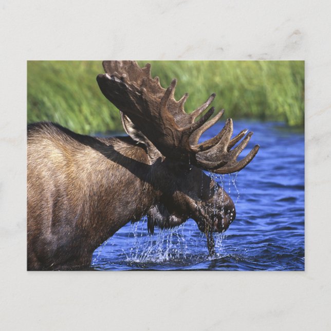 Postal Moose (Anverso)