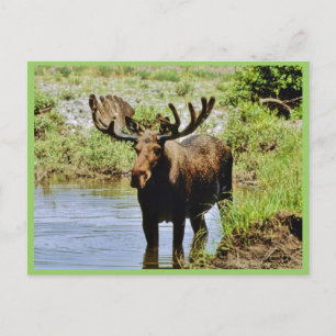 Postal Moose