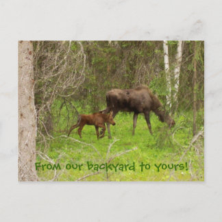 Postal Moose and calf