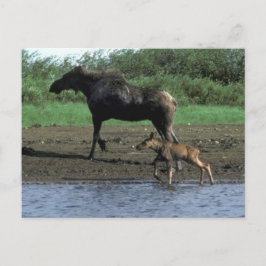 Postal Moose and Calf