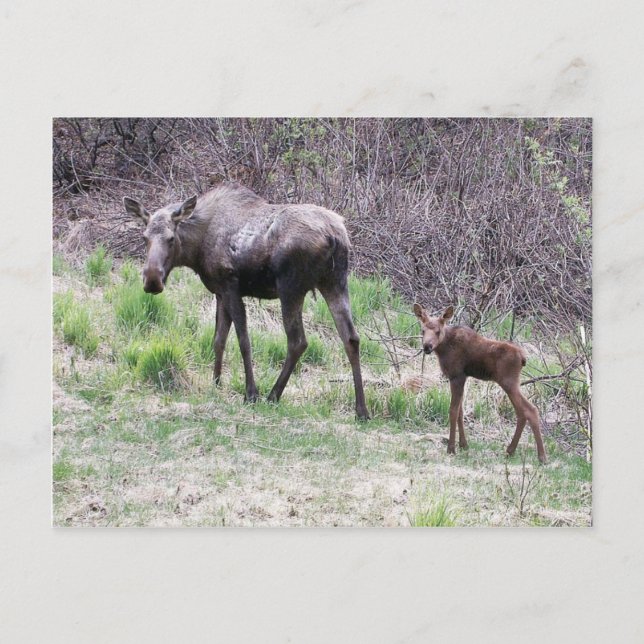 Postal Moose and Calf (Anverso)