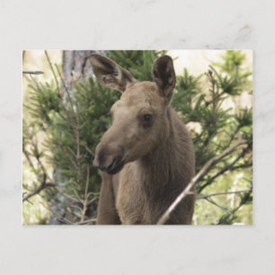 Postal Moose Calf