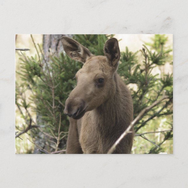 Postal Moose Calf (Anverso)