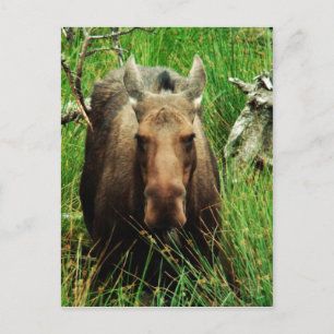 Postal Moose Canadiense
