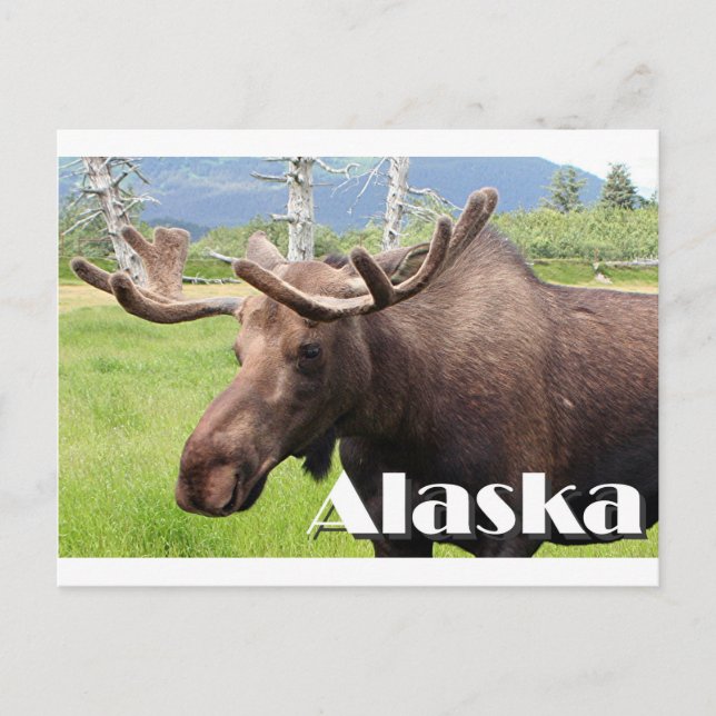 Postal Moose cerca de Anchorage, Alaska, Estados Unidos ( (Anverso)