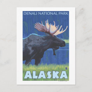 Postal Moose de noche - Parque Denali Nat'l, Alaska