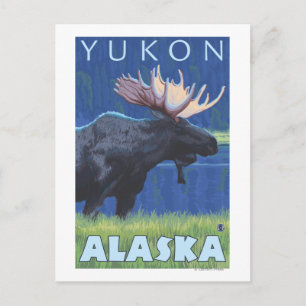 Postal Moose de noche - Yukón, Alaska
