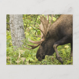 Postal Moose de significación