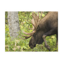 Moose de significación