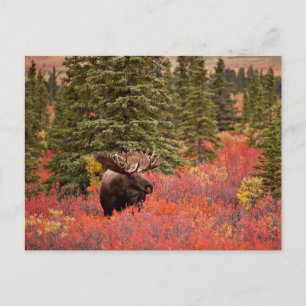 Postal Moose De Toro De pie en Birch Enano Rojo