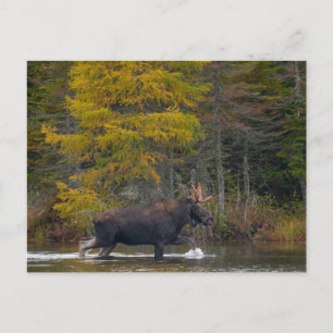 Postal Moose de toro en el lago