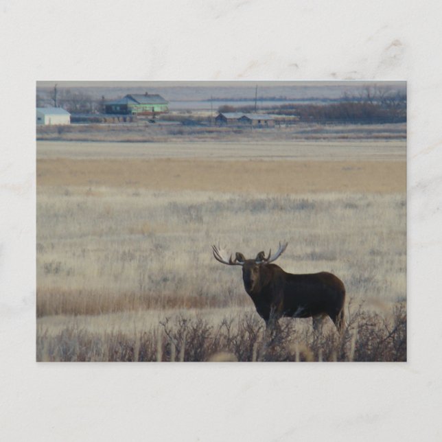 Postal Moose de toro M3 en granjas (Anverso)