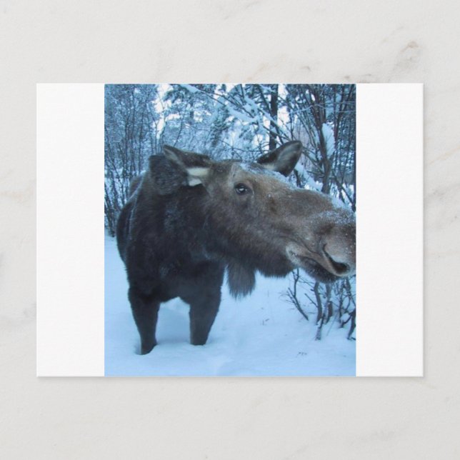 POSTAL MOOSE DEL NORTE (Anverso)