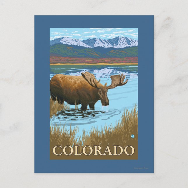 Postal Moose DrinkingColorado (Anverso)
