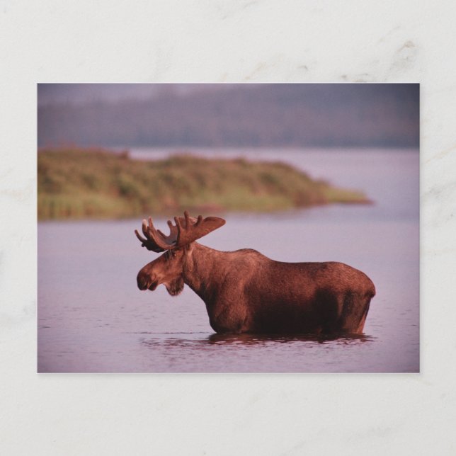 Postal Moose en el lago (Anverso)