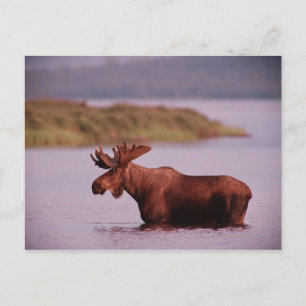 Postal Moose en el lago