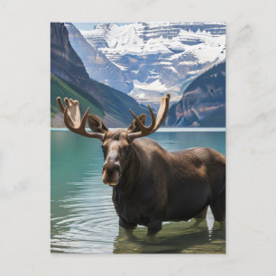 Postal Moose en el Parque Nacional Banff de Canadá