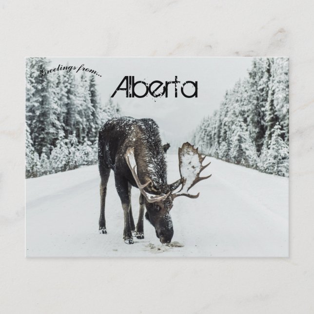 Postal Moose En Invierno En Jasper Alberta Canadá (Anverso)