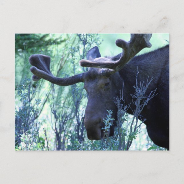 Postal Moose en Jackson Hole, Wyoming (Anverso)
