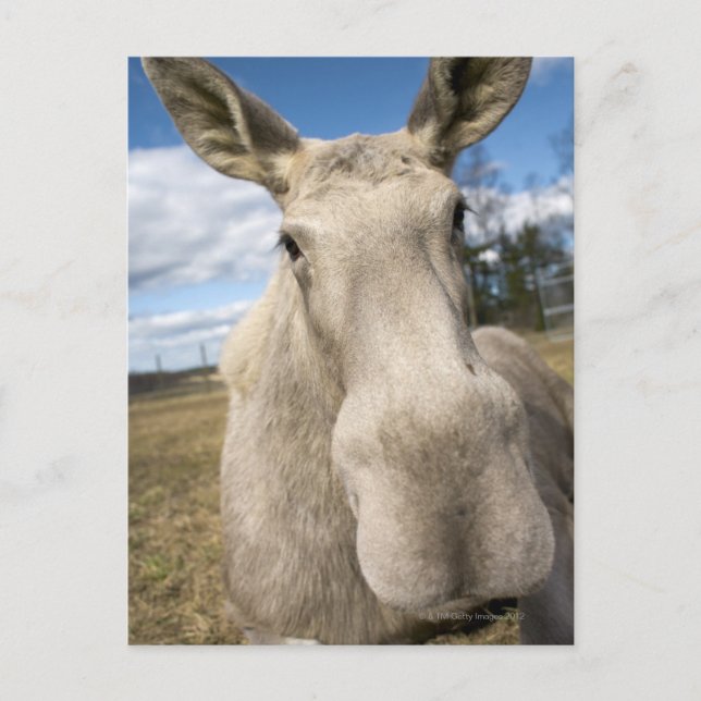 Postal Moose en un campo, Suecia. (Anverso)