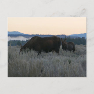 Postal Moose Grazing al amanecer en Grand Teton