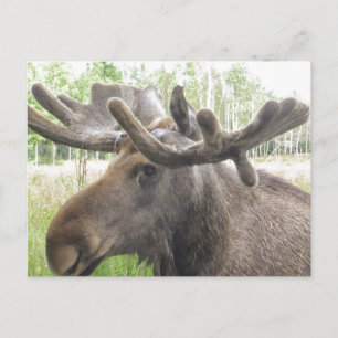 Postal Moose malicioso