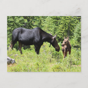 Postal Moose Mom and Calf