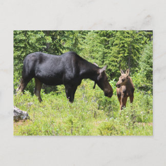 Postal Moose Mom and Calf