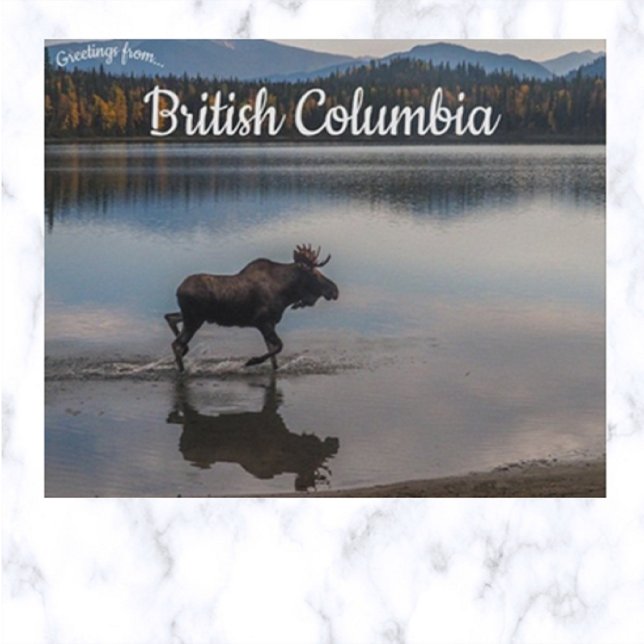Postal Moose on Unna Lake British Columbia Canada (Subido por el creador)