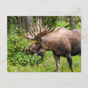 Postal Moose   Península de Kenai, Alaska