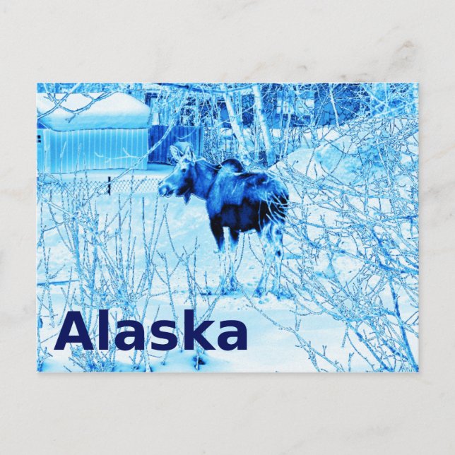 Postal Moose urbano (Anverso)