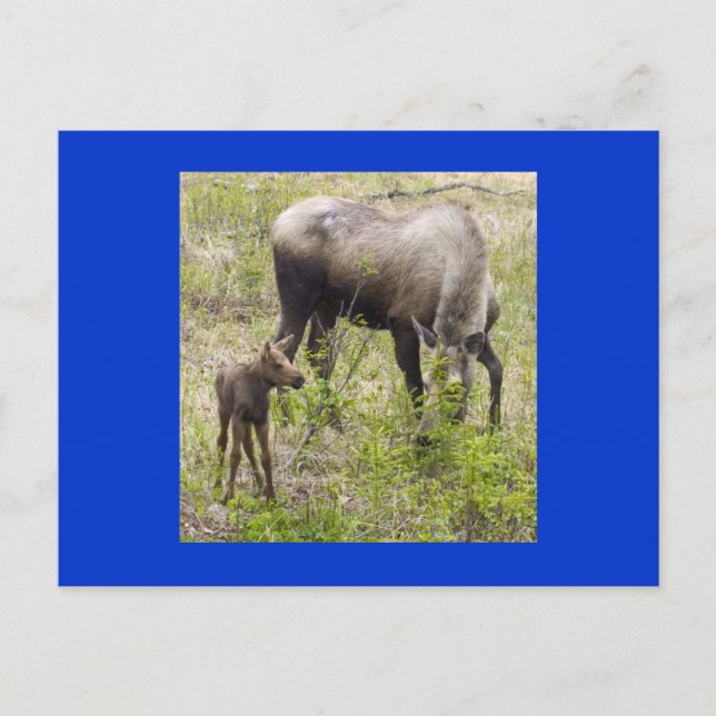 Postal Moosecalf (Anverso)
