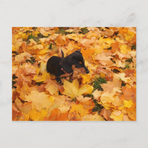 Postal Mopa dachshund