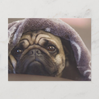 Postal Mops Aura