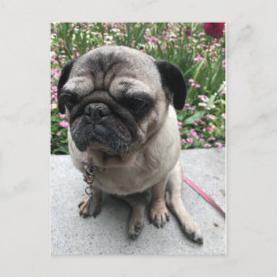 Postal Mops im Garten